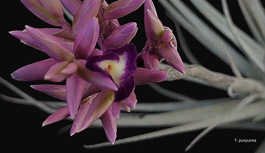 Tillandsia purperea