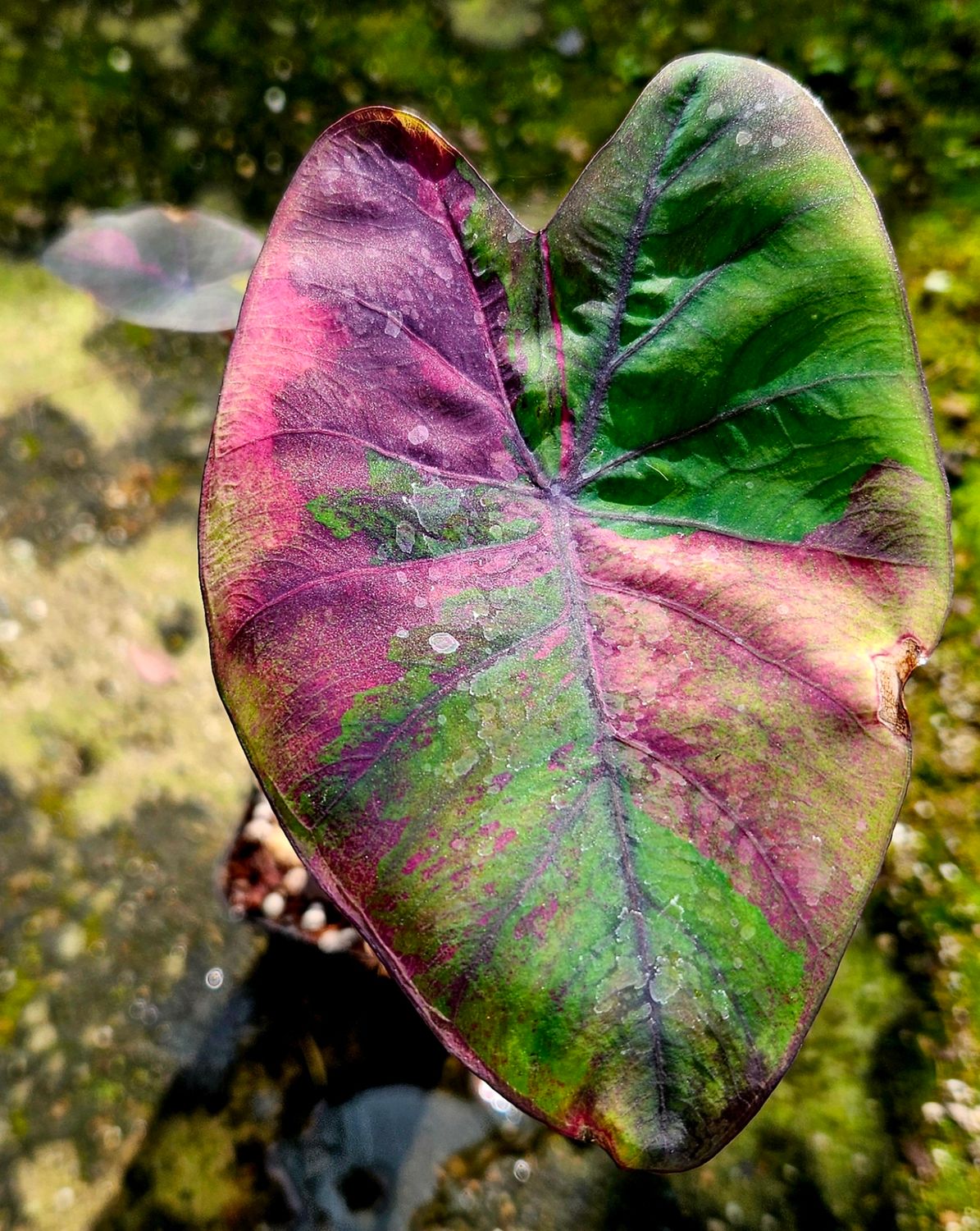 Colocasia Pink Sakhon Colocasia Pink Sakhon