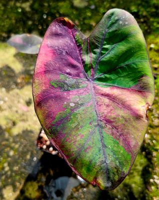 Colocasia Pink Sakhon