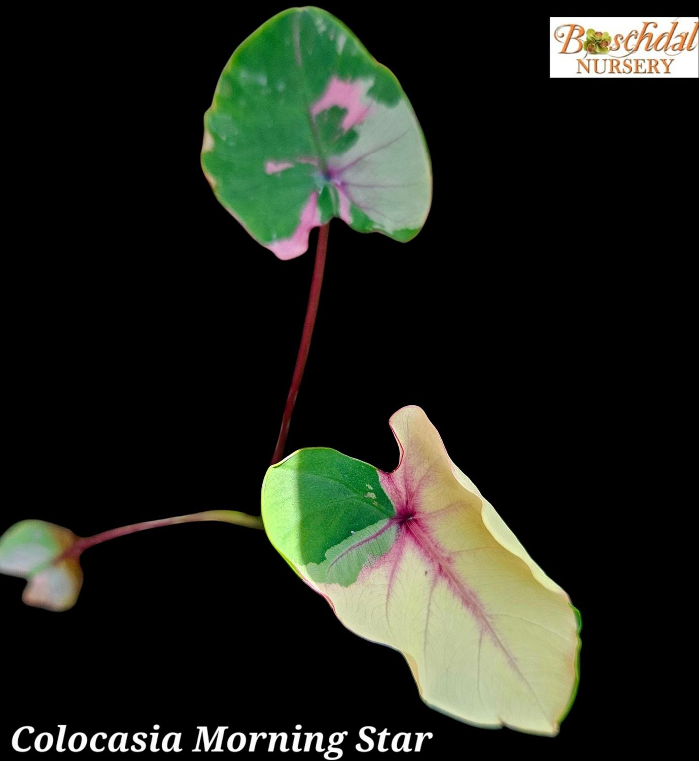 Colocasia Morning Star Colocasia Morning Star