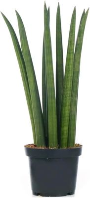 Sanseviera Draceana Stuckyi. Elephant tusk