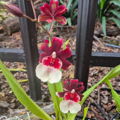 Oncidium witches Jewel " Ivory lip"
