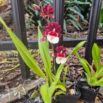 Oncidium witches Jewel " Ivory lip"