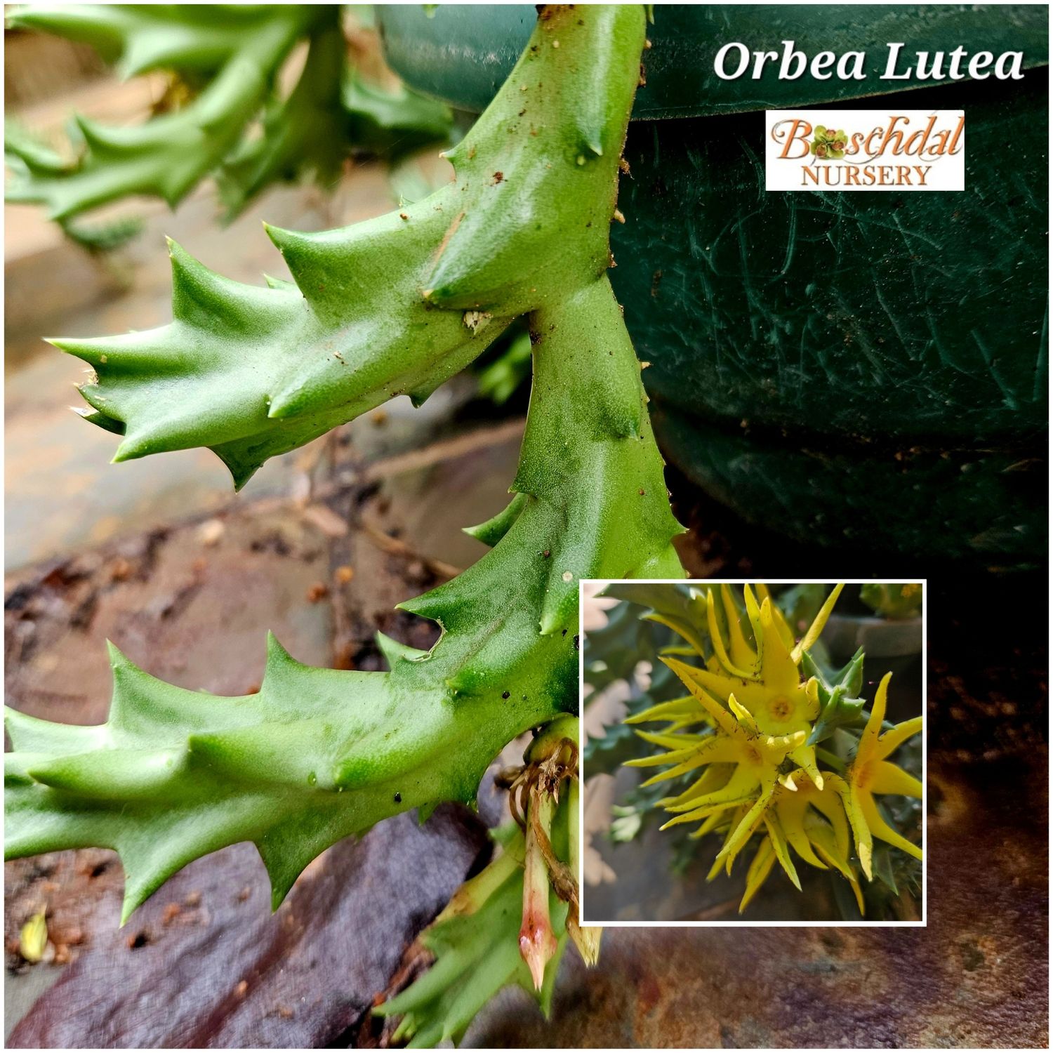 Orbea Lutea