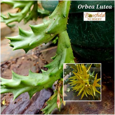 Orbea Lutea