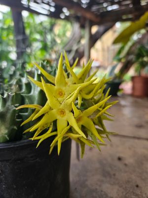 Orbea Lutea