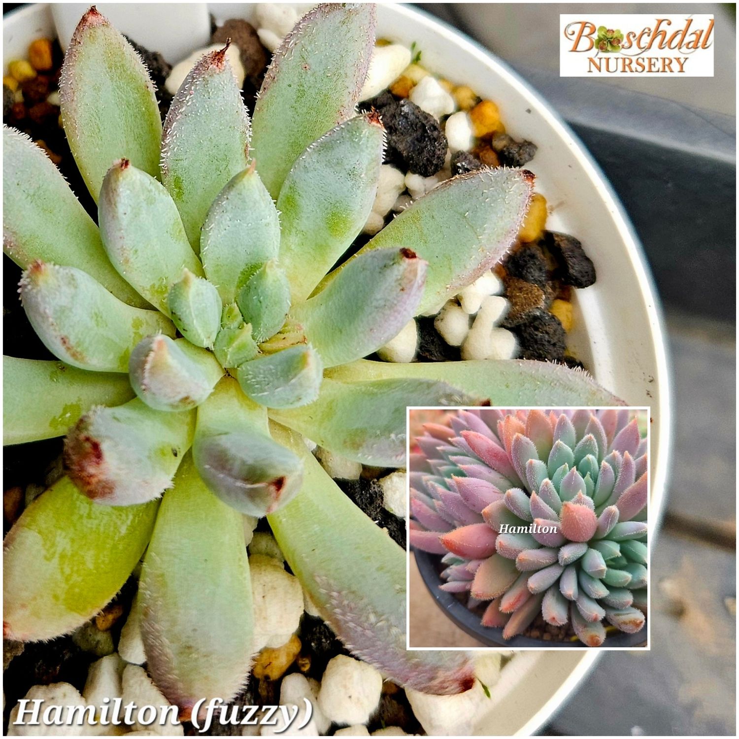 Echeveria Hamilton