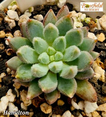 Echeveria Hamilton