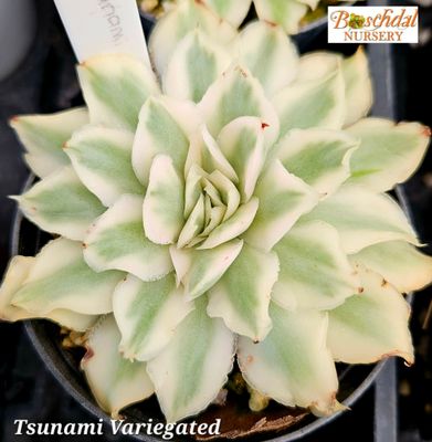 Echeveria Tsunami Variegated