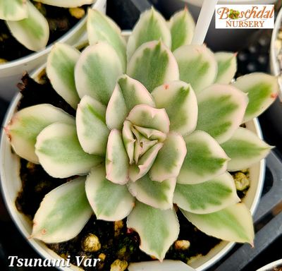 Echeveria Tsunami Variegated