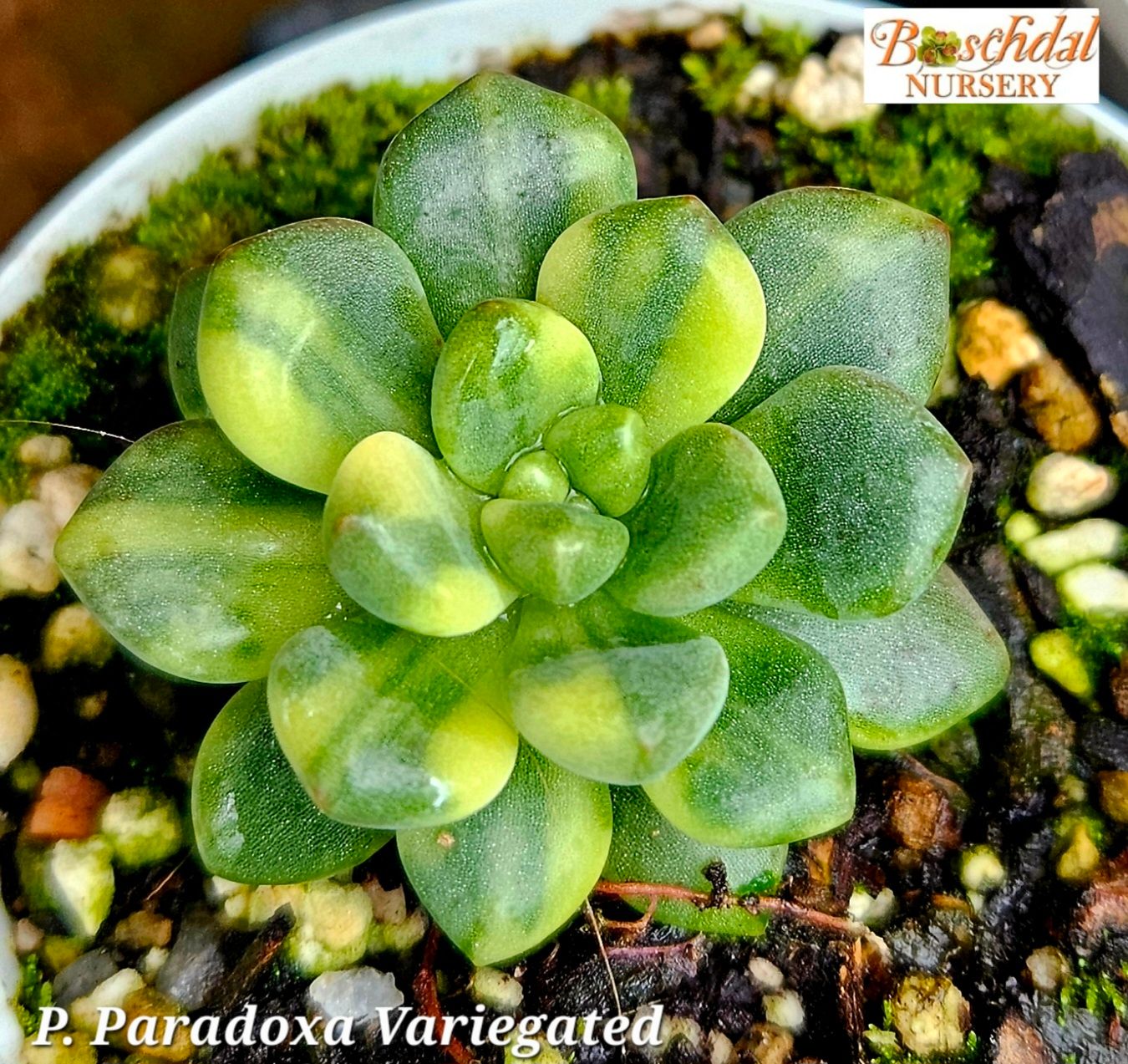 Pachyveria Paradoxa Variegated