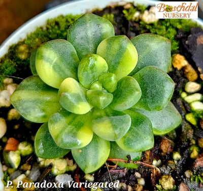 Pachyveria Paradoxa Variegated