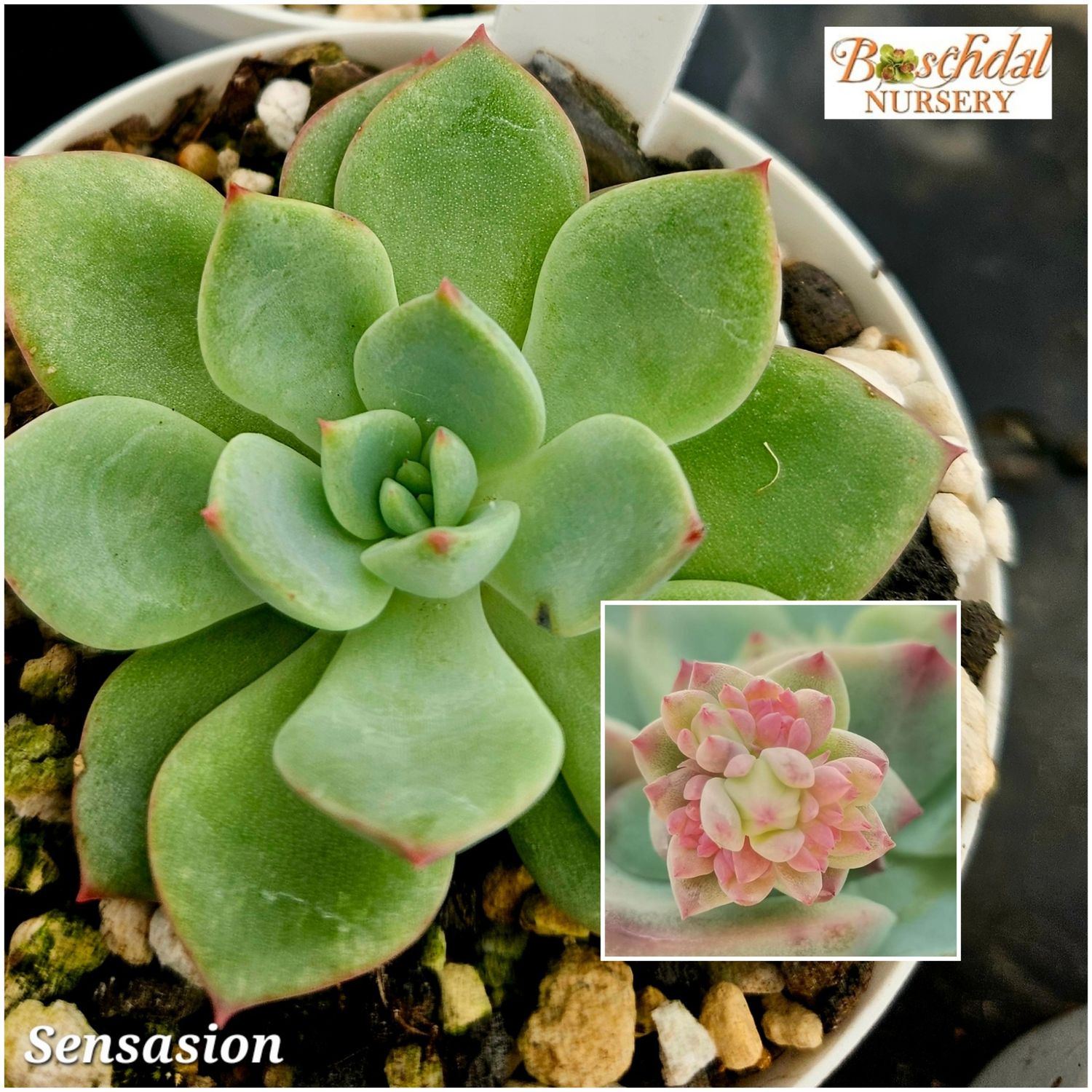 Echeveria Sensasion