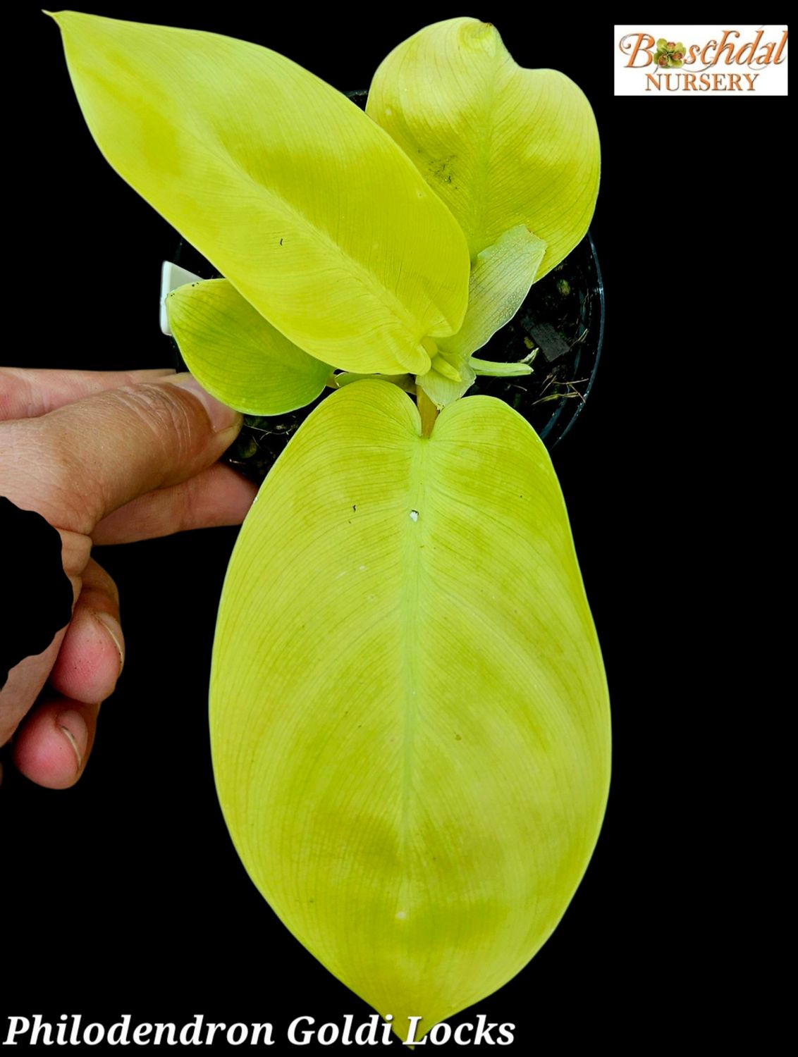 Philodendron Goldi Locks