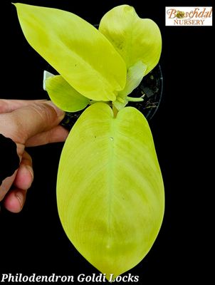 Philodendron Goldi Locks