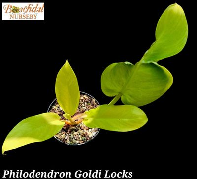 Philodendron Goldi Locks