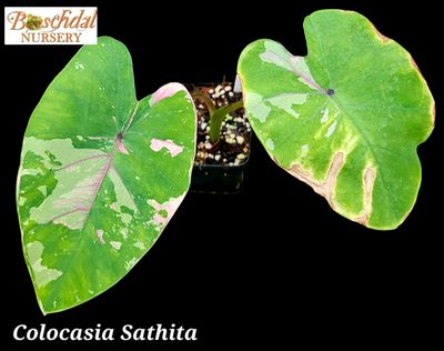 Colocasia Sathita