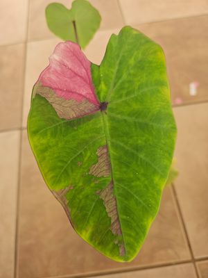 Colocasia Sathita Colocasia Sathita