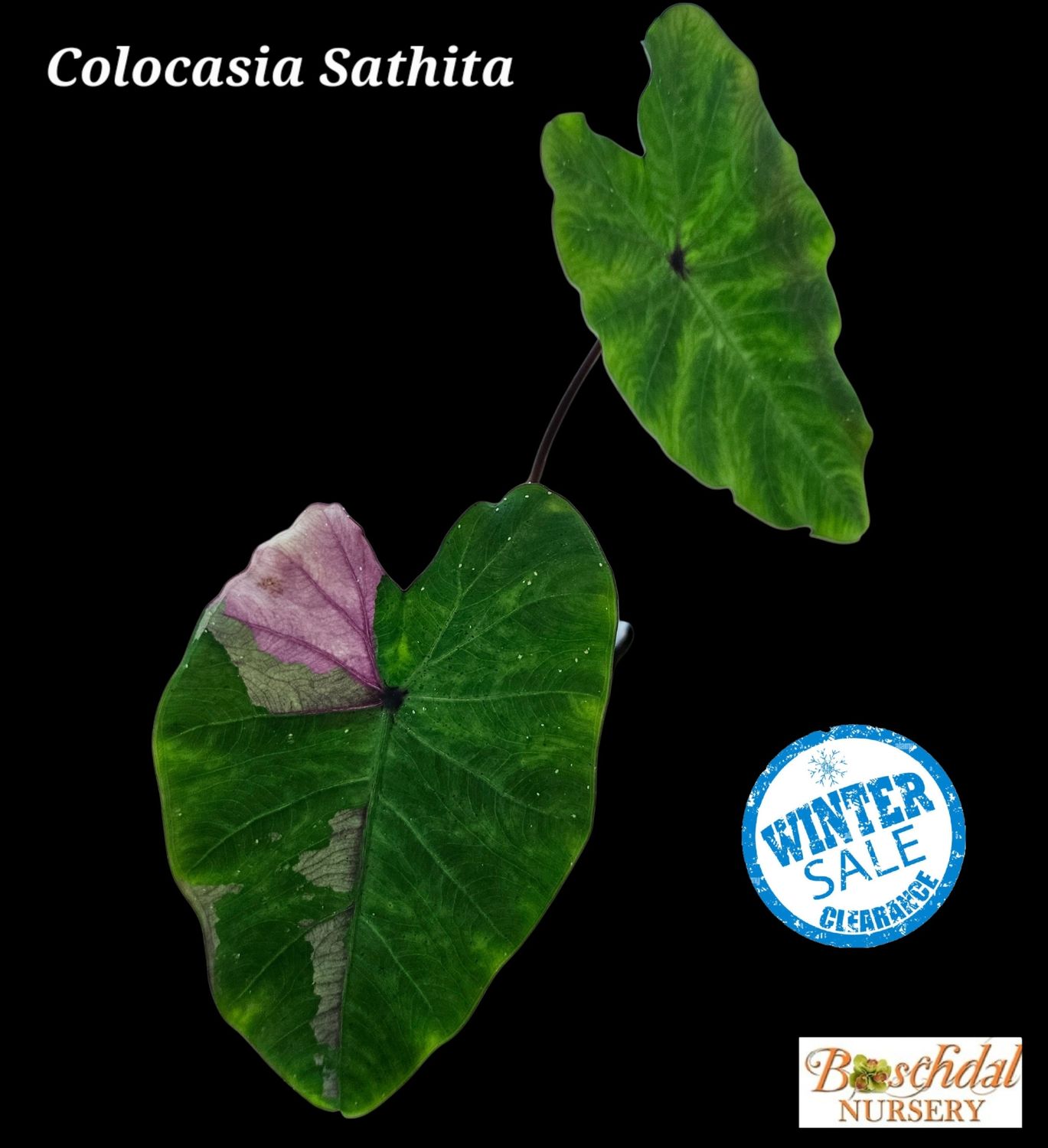 Colocasia Sathita