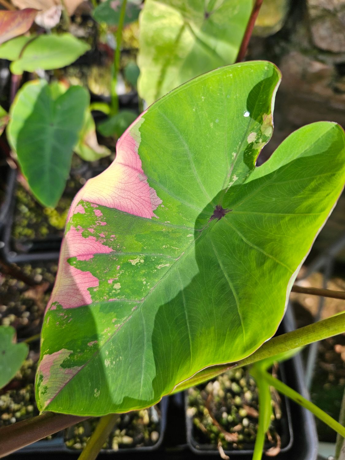 Colocasia Sathita Colocasia Sathita