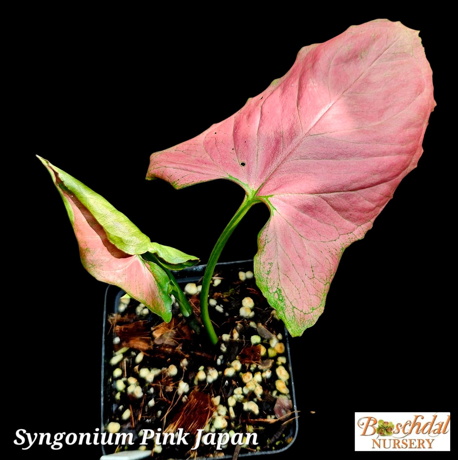 Syngonium Pibk Japan Syngonium Pibk Japan