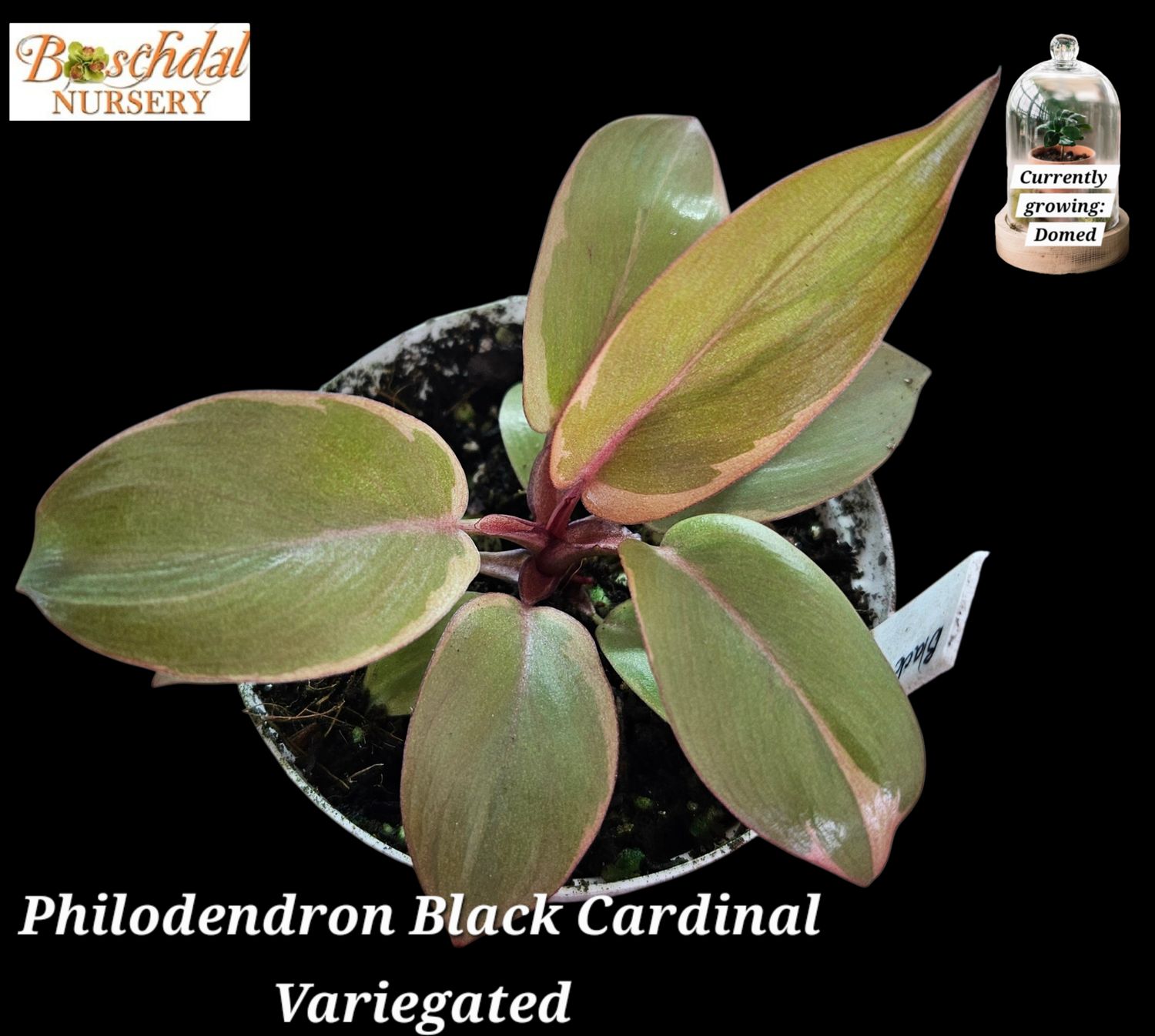 Philodendron Black Cardinal Variegated Philodendron Black Cardinal Variegated