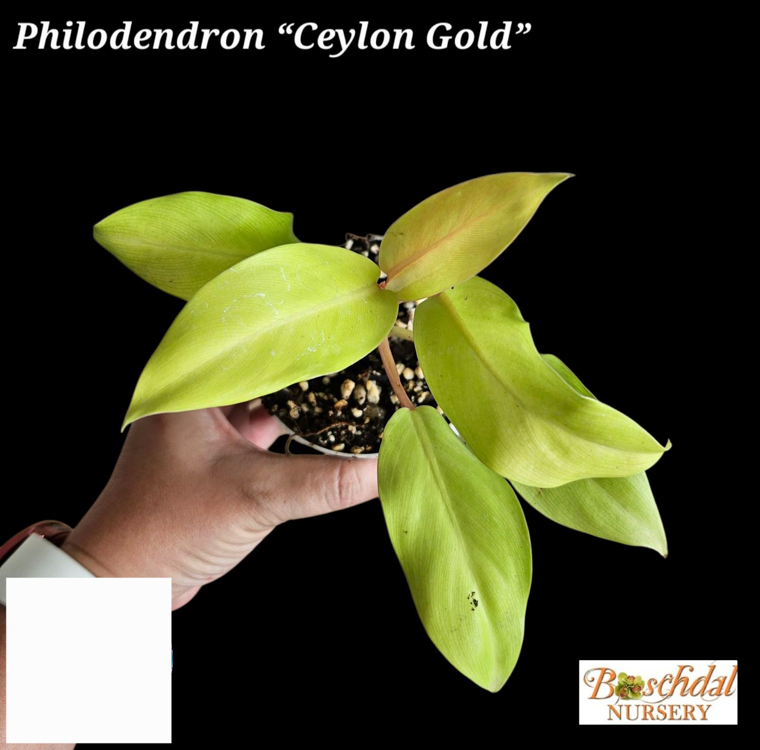 Philodendron Ceylon Gold
