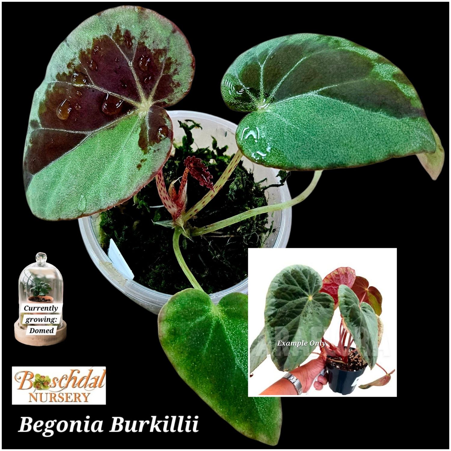 Begonia Burkillii (moss,domed)