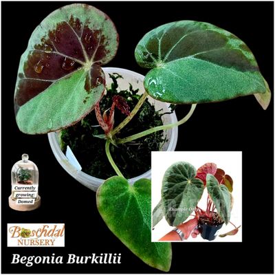 Begonia Burkillii (moss,domed)