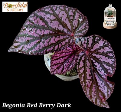 Begonia Red Berry Dark Form (Moss,Domed) Begonia Red Berry Dark Form (Moss,Domed)