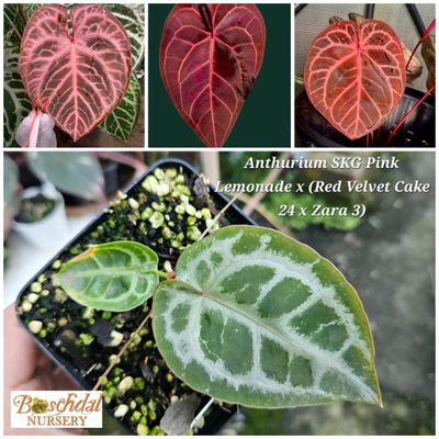 Anthurium SKG Pink Lemonade x (Red Velvet Cake x Zara3) Anthurium SKG Pink Lemonade x (Red Velvet Cake x Zara3)