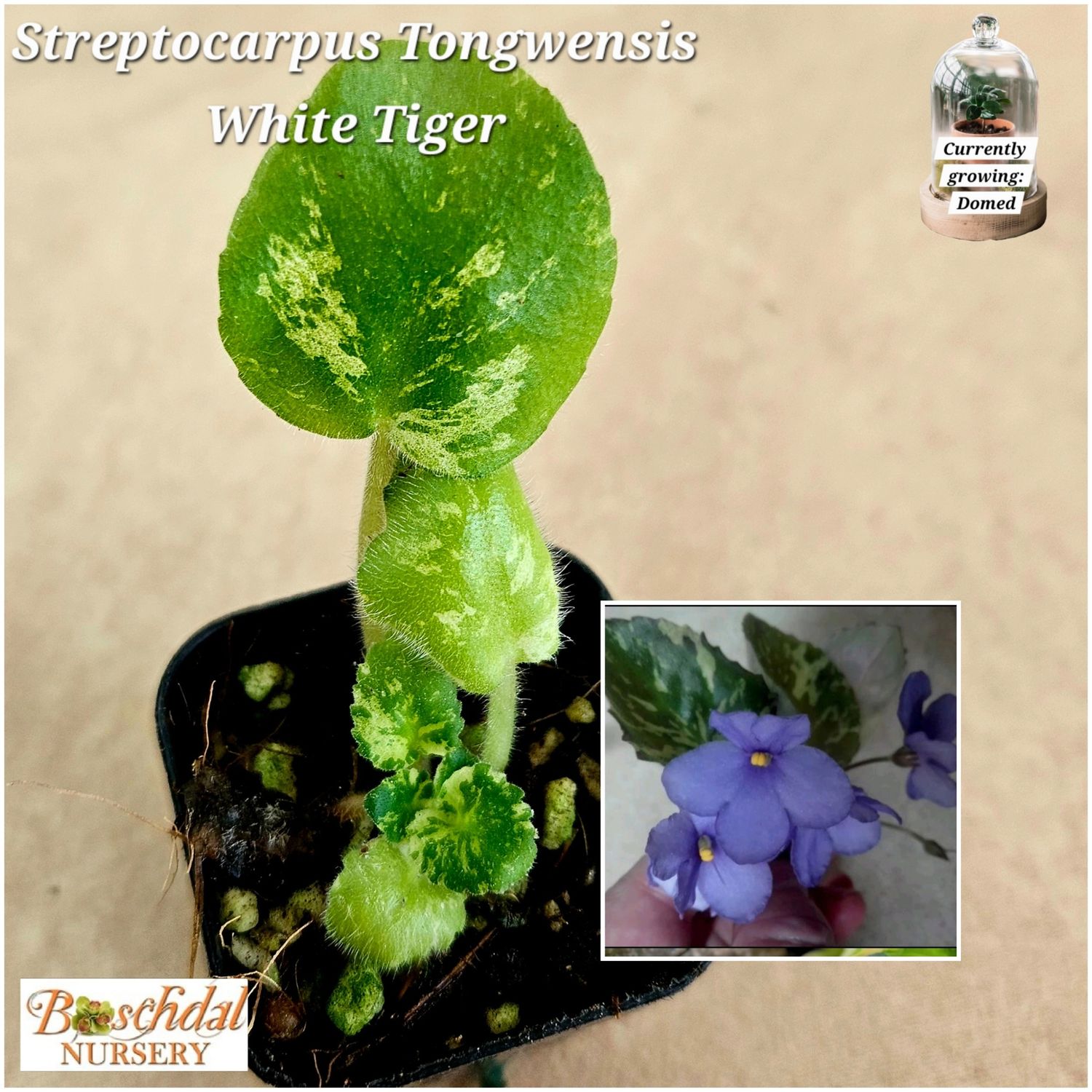 Streptocarpus White Tiger Streptocarpus White Tiger
