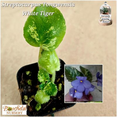 Streptocarpus White Tiger