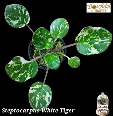 Streptocarpus White Tiger Streptocarpus White Tiger
