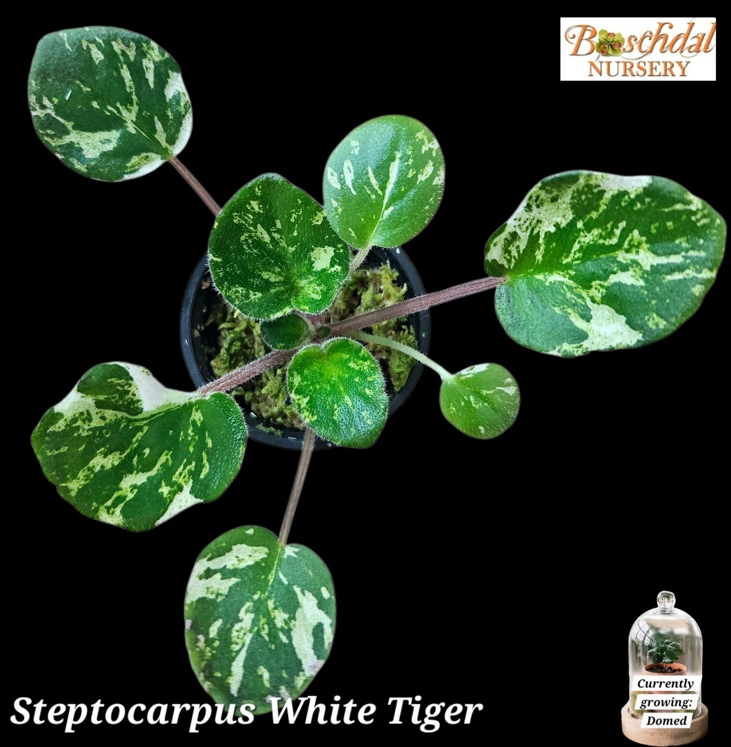 Streptocarpus White Tiger