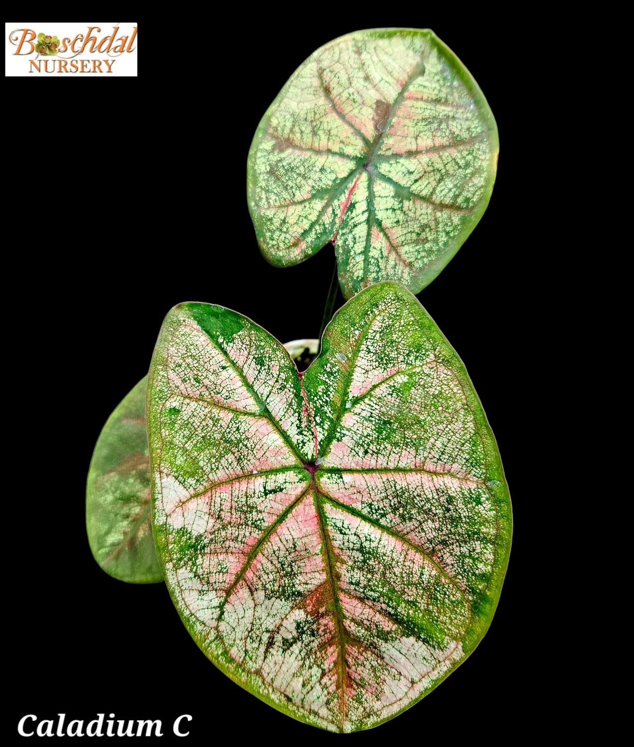Random Caladiums (Thai) Random Caladiums (Thai)