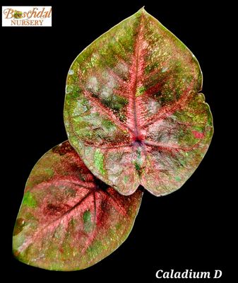 Random Caladiums (Thai)