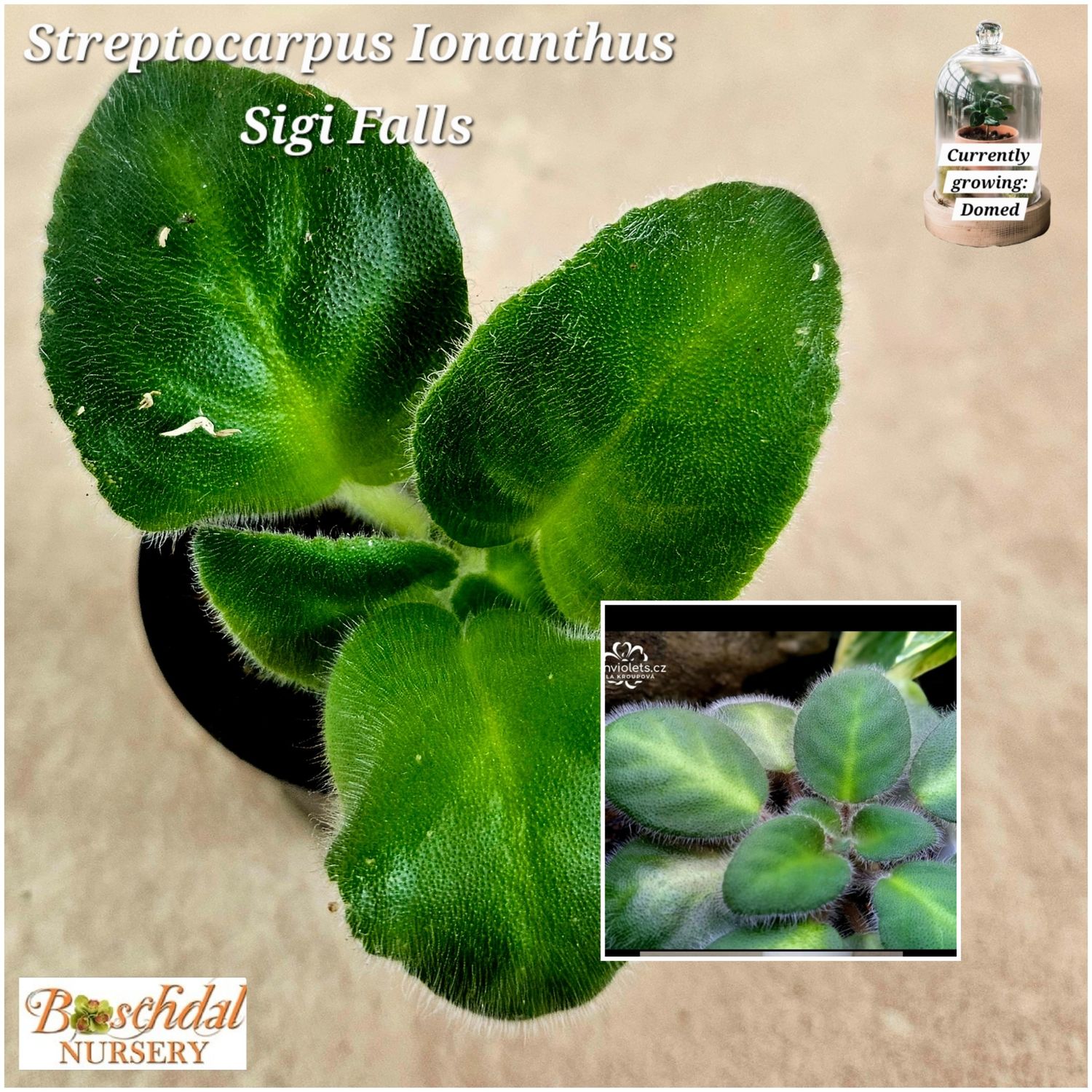 Streprocarpus Sigi Falls