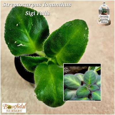 Streprocarpus Sigi Falls