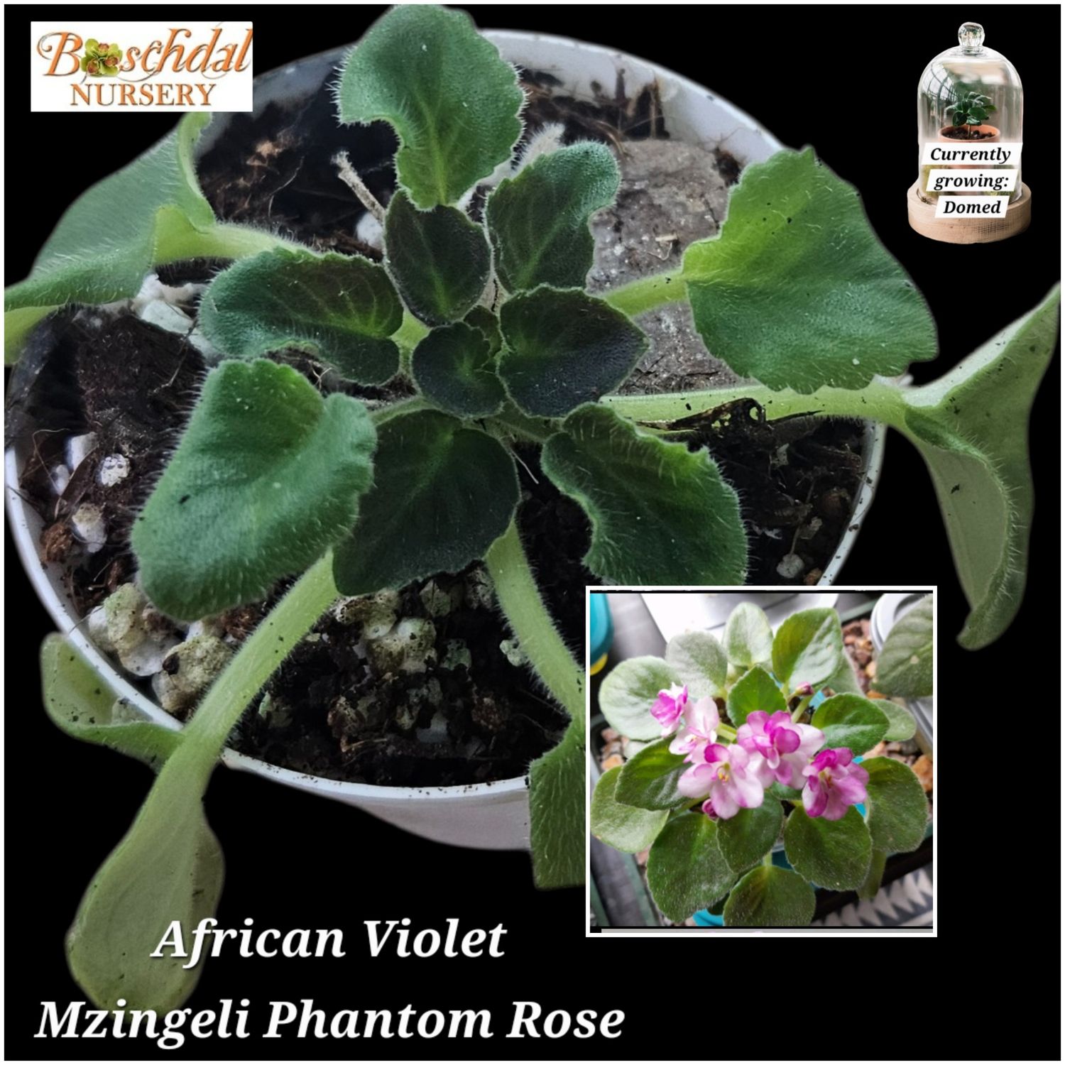 Mzingeli Phantom Rose