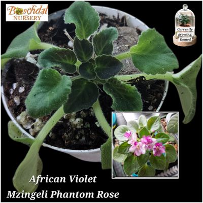 Mzingeli Phantom Rose