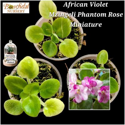 Mzingeli Phantom Rose Mzingeli Phantom Rose