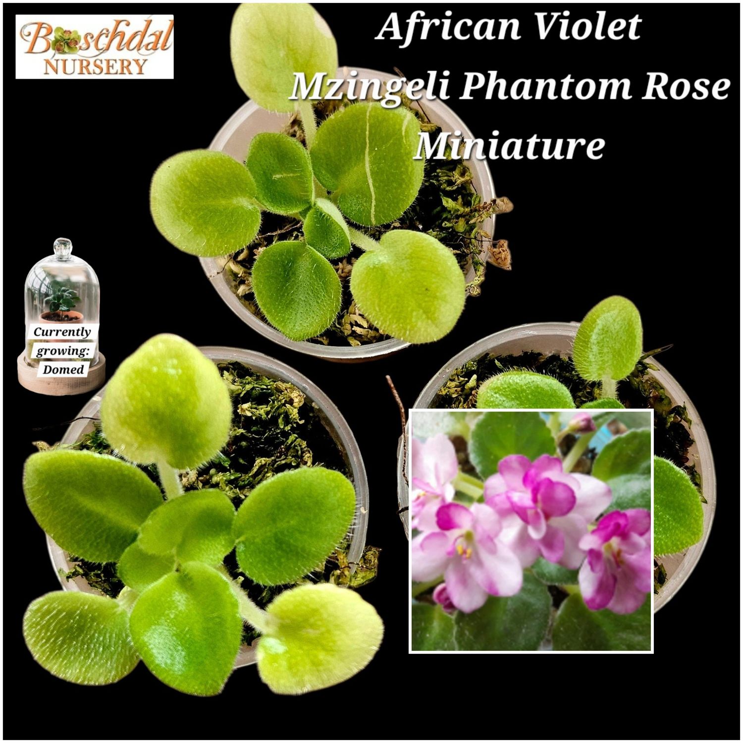 Mzingeli Phantom Rose