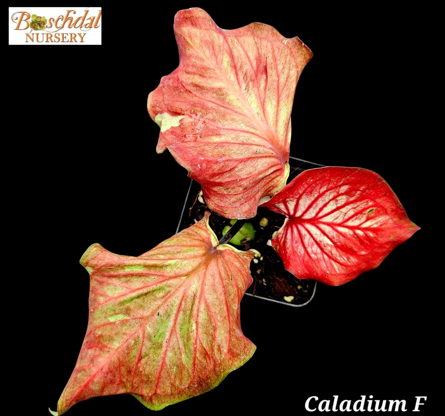 Caladium F