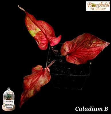 Caladium B Caladium B