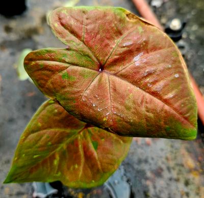 Caladium B Caladium B