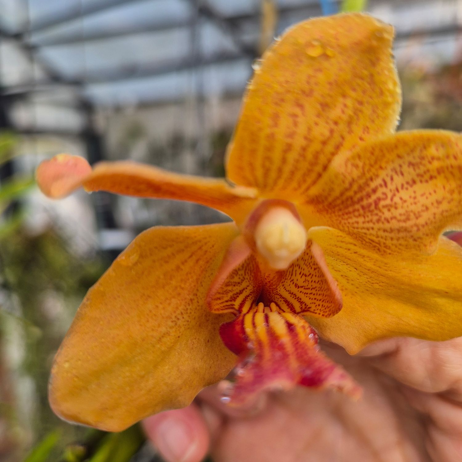 Vanda yellow spots
