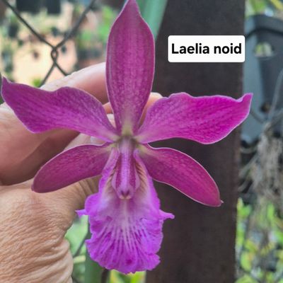 Laelia noid