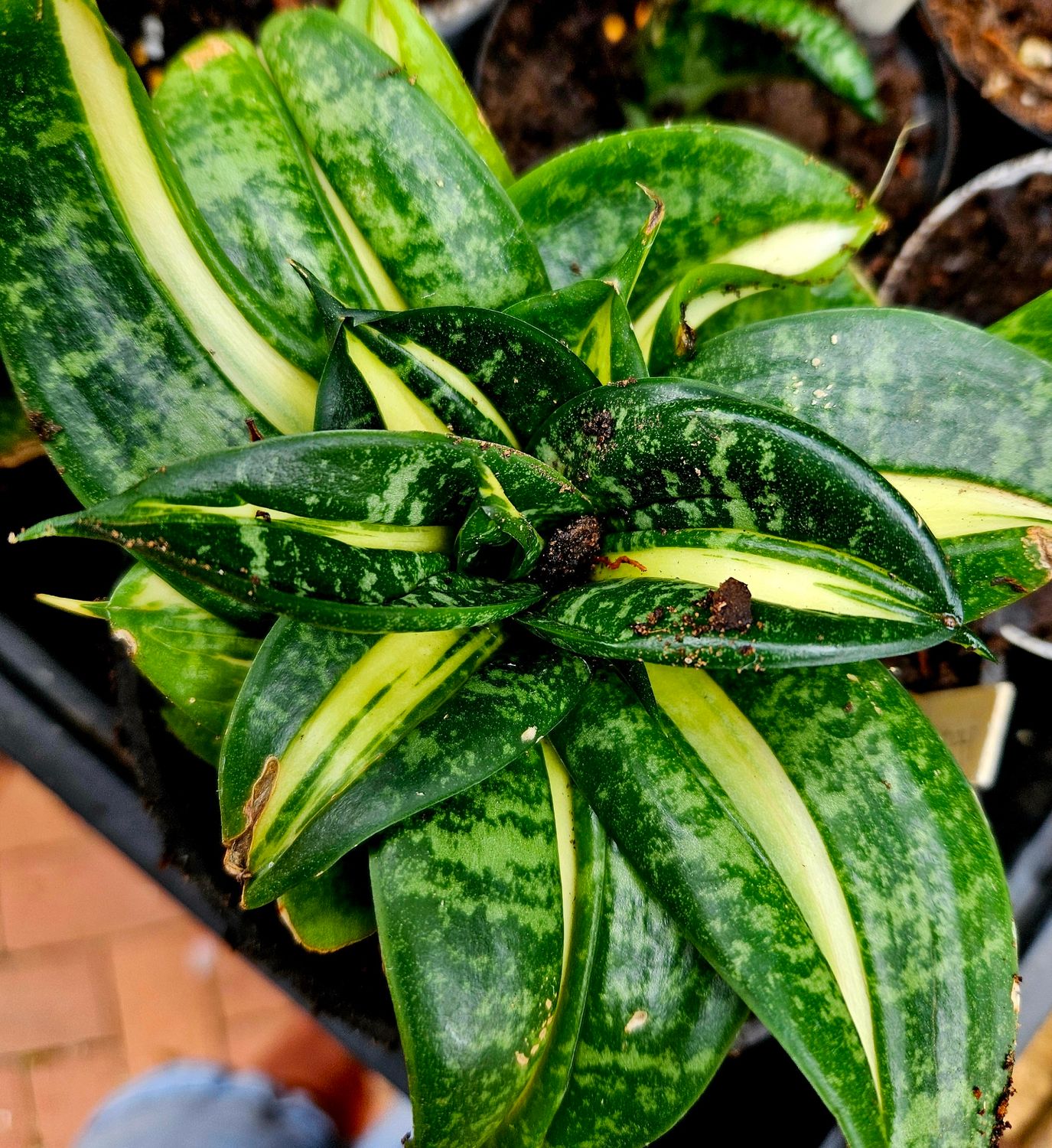 Sanseveria Hahnii Whitney T Sanseveria Hahnii Whitney T