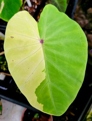 Colocasia Red Eyes White